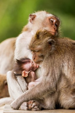 Maymunlar uyuyor. Monkey's Aile pinekleme. Maymun orman Ubud, Bali, Endonezya.