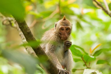 Maymun ağaçta oturuyor. Maymun orman Ubud, Bali, Endonezya.