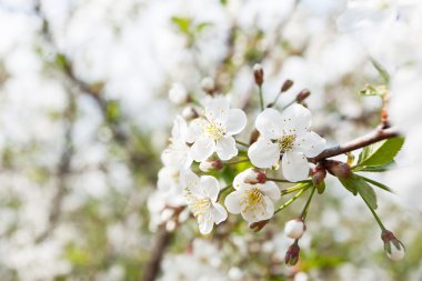 Bahar doğal arka plan beyaz kiraz çiçekleri ile. 