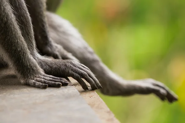 Μαϊμού. Κοντινό πλάνο φωτογραφία από τα χέρια του πιθήκου. Ουμπουντ δάσος Ουμπούντ, Μπαλί, Ινδονησία. — Φωτογραφία Αρχείου