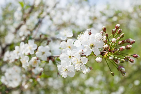 Bahar doğal arka plan beyaz kiraz çiçekleri ile. 