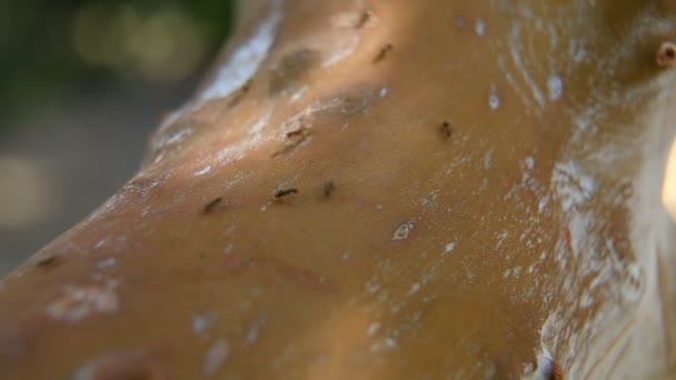 Mieren lopen over een boomstam. Close-up. — Stockvideo