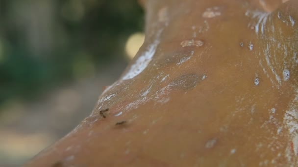 Ants running over a tree trunk. Close up. — Stock Video