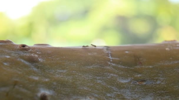Hormigas corriendo sobre un tronco de árbol. De cerca. . — Vídeo de stock