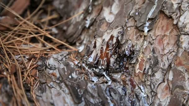 Ants running over a tree trunk. Close up. — Stock Video