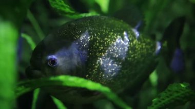 Piranha balık (Pygocentrus nattereri) yosun ve oksijen jeneratörü ile özel akvaryumda yüzen.