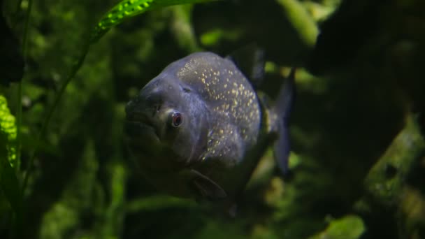 Piranha swimming in an aquarium — Stock Video