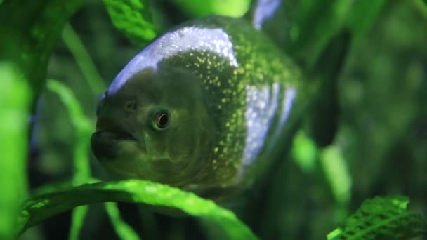 Bir akvaryum içinde yüzme piranha — Stok video