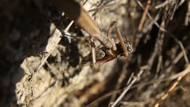 La mantis marrón atrapó a un saltamontes y se lo come en la hierba. De cerca. Crimea — Vídeo de stock
