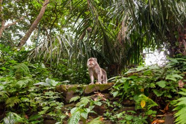 Maymun orman orman içinde. Maymun orman Ubud, Bali, Endonezya.