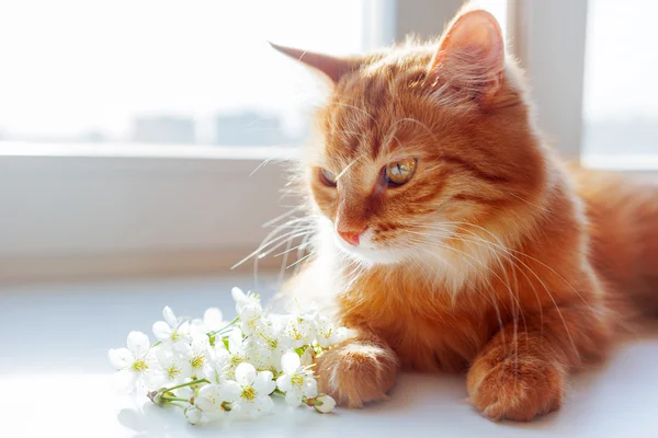 薄茶色の猫のにおい桜の花の花束. — ストック写真