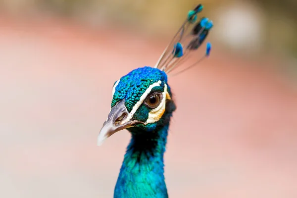 Peafowl indiano (azul) ou pavão (Pavo cristatus ). — Fotografia de Stock