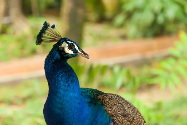 Peafowl indiano (azul) ou pavão (Pavo cristatus ). — Fotografia de Stock