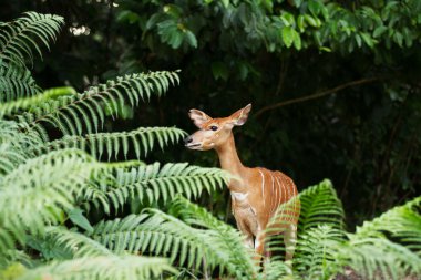 Sitatunga or marshbuck (Tragelaphus spekii) is a swamp-dwelling antelope. Female. Singapore. clipart