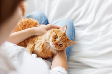 Zencefil kedi kadının ellerinde yatıyor.