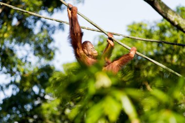 Genç orangutanın ağaçların arasında ipleri tırmanıyor. Singapur.