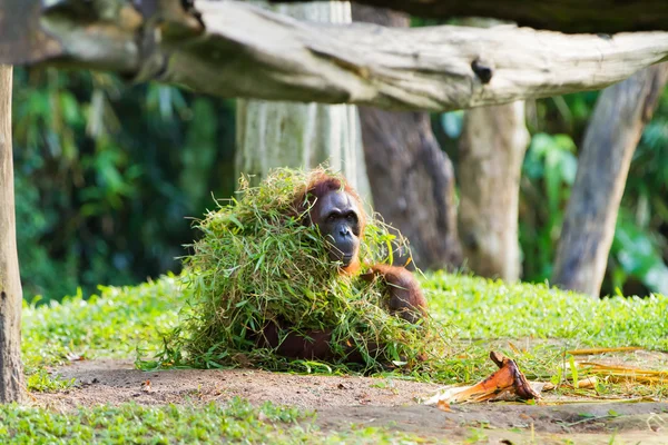 Взрослый орангутанг (Ронго) сидит под кучей травы . — стоковое фото