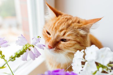 Zencefil kedi bir demet çiçek kokluyor. Sıcak yaz sabahı evde