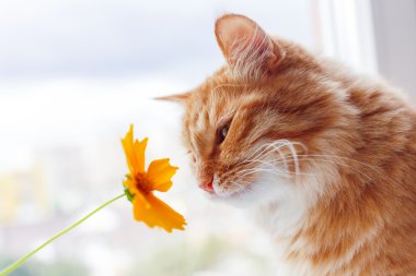 Zencefil kedi parlak sarı çiçek kokluyor. Rahat sabah evde.