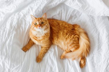 Zencefil kedi yatakta yatıyor.