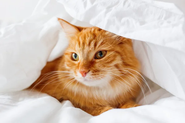 Le chat roux est couché sur son lit. L'animal moelleux confortablement caché sous une couverture pour dormir ou jouer . — Photo