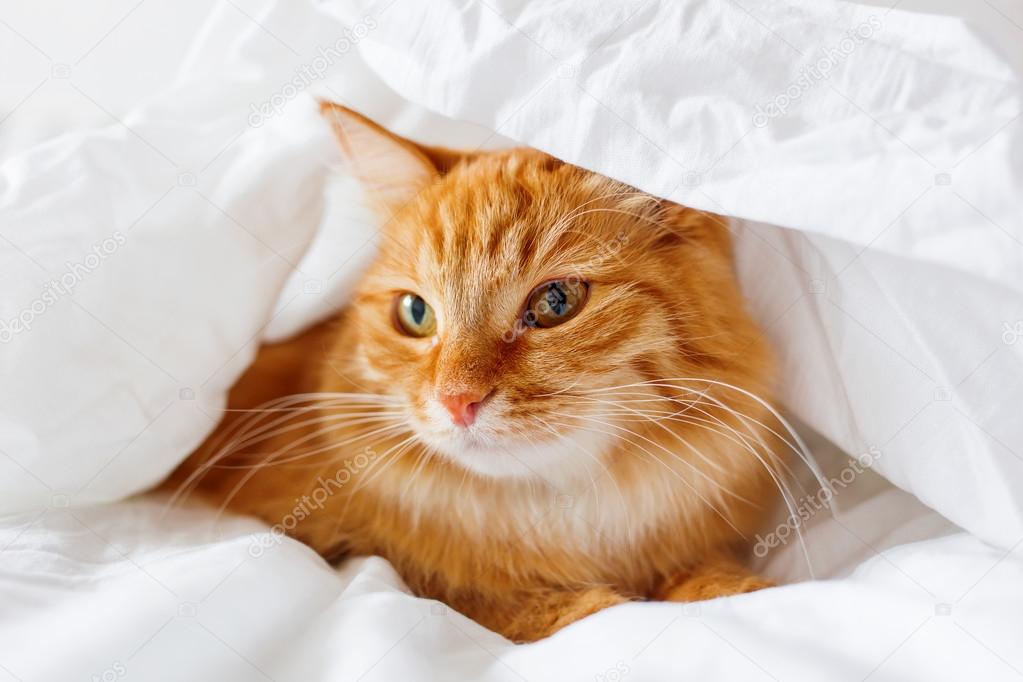 Ginger cat lies on bed. The fluffy pet comfortably hid under a blanket to sleep or to play.