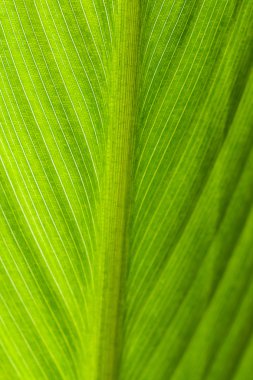 Işığa karşı yeşil yaprak dokusu.