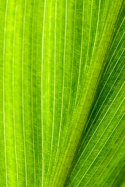 光と緑の葉のテクスチャ. — ストック写真