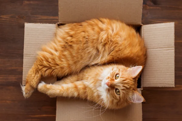 Ginger cat lies in box on wooden background.