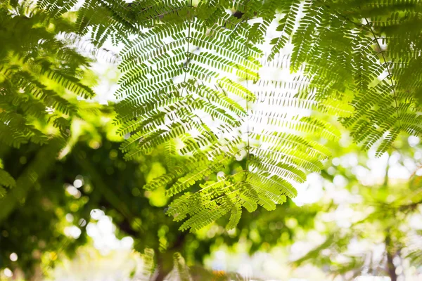 Fondo natural con hojas de palmera y reflejo solar. Tailandia . — Foto de Stock