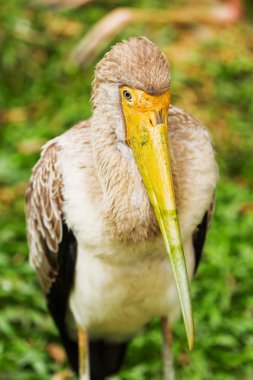 Sütlü leylek (Mycteria cinerea). Sarı gagası ile büyük kuş. 