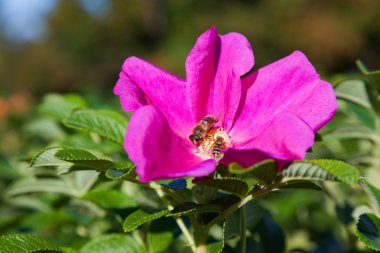 Arı polen yabani gül çiçek toplamak.