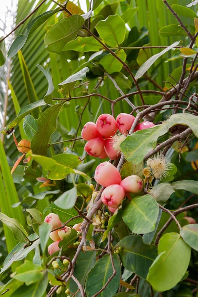 Syzygium jambos, även känd som "plommon rose" eller "ökade apple". — Stockfoto