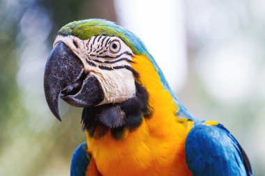 Mavi-sarı ara (Ara ararauna), büyük zeki parlak papağan.