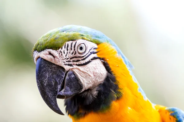 Blauw-en-gele Ara (Ara ararauna), grote slimme heldere papegaai. — Stockfoto