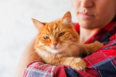 Kibirli bir zencefil kedi tutan kırmızı kareli ekose gömlekli adam.