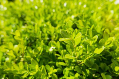Şimşir (Boxtree, şimşir) ile doğal arka plan. Güneşli bir günde fotoğrafı kapatın.