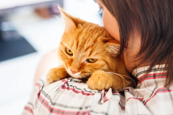 Hombre con camisa sosteniendo gato jengibre. mascota divertida se ve enojado . — Foto de Stock