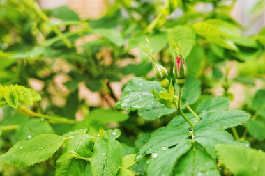 Yabani gül bush yağmur ıslak tomurcukları ile. Doğal kaynak arka plan.