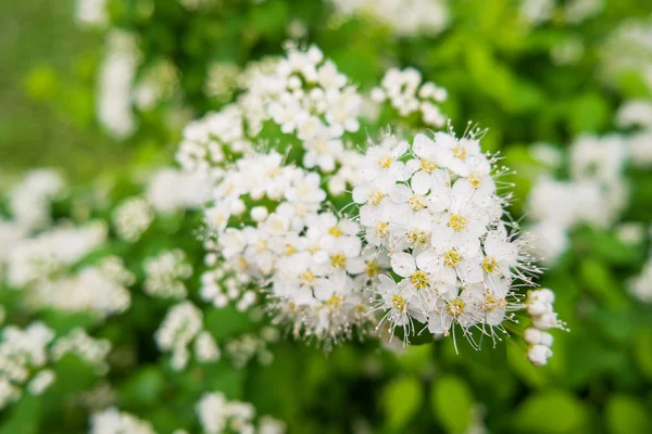 Pyracantha-Blüten. natürlicher Hintergrund des Frühlings. — Stockfoto