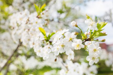 Kiraz çiçekleri ile doğal kaynak arka plan. Seçici yumuşak odak.