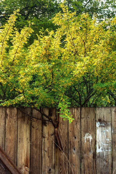 Siberian peashru (Caragana arborescens). Pea-tree behind old shabby fence with rusty nails. Rustic background. Rural background with yellow flowers. — Stock Photo, Image