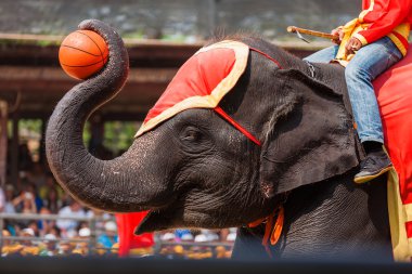 Fil bir basketbol topu ile dekoratif üniformalı. Tayland'da fil göster.