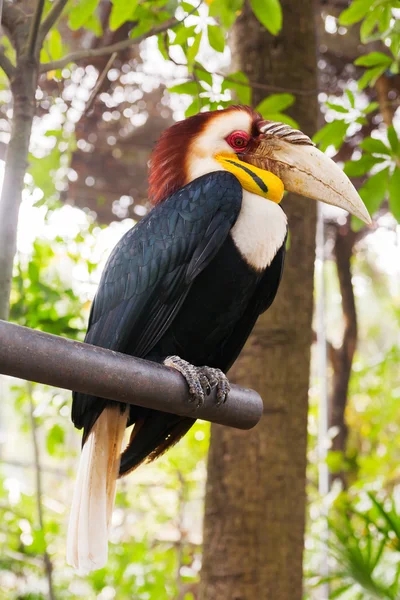 De achtergrond neushoornvogel (Rhyticeros undulatus) of de bar-verpakt omrande neushoornvogel. Maleisië. — Stockfoto