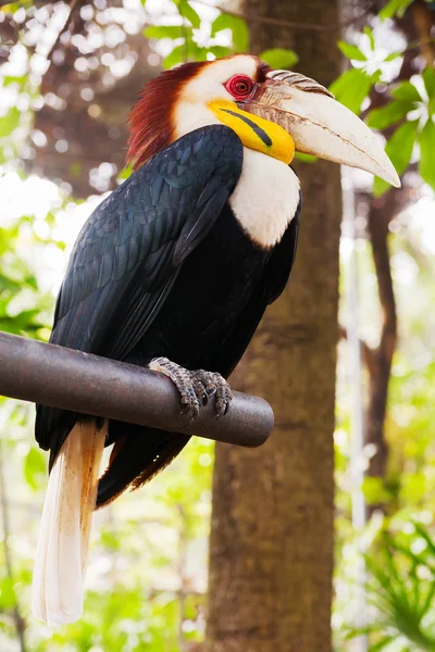 De achtergrond neushoornvogel (Rhyticeros undulatus) of de bar-verpakt omrande neushoornvogel. Maleisië. — Stockfoto