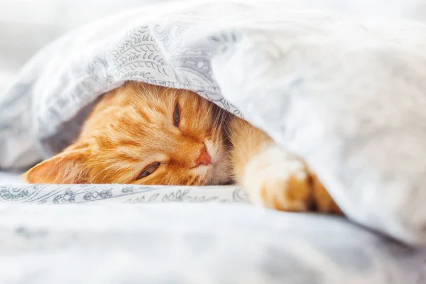 Lindo gato jengibre acostado en la cama debajo de una manta. Alfombra esponjosa cómodamente establecida para dormir. Acogedor fondo casero con mascota divertida . — Foto de Stock