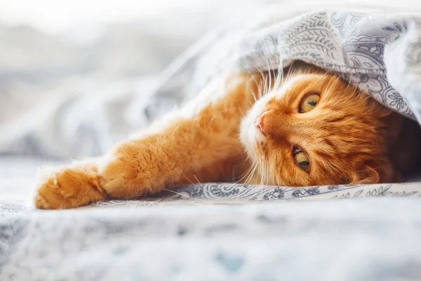 Lindo gato jengibre acostado en la cama debajo de una manta. Alfombra esponjosa cómodamente establecida para dormir. Acogedor fondo casero con mascota divertida . — Foto de Stock