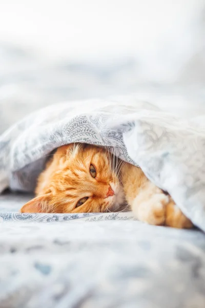 Lindo gato jengibre acostado en la cama debajo de una manta. Alfombra esponjosa cómodamente establecida para dormir. Acogedor fondo casero con mascota divertida . — Foto de Stock