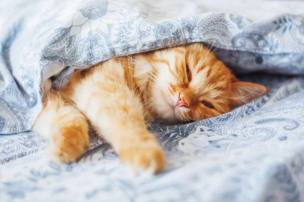 Cute ginger cat lying in bed under a blanket. Fluffy pet comfortably settled to sleep. Cozy home background with funny pet. — Stock Photo, Image