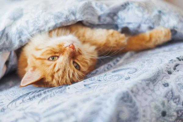 Χαριτωμένο γάτα τζίντζερ ξαπλωμένη στο κρεβάτι με μια κουβέρτα. Αφράτο κατοικίδιο ζώο άνετα εγκαταστάθηκε στον ύπνο. Άνετο σπίτι φόντο με αστεία pet. — Φωτογραφία Αρχείου
